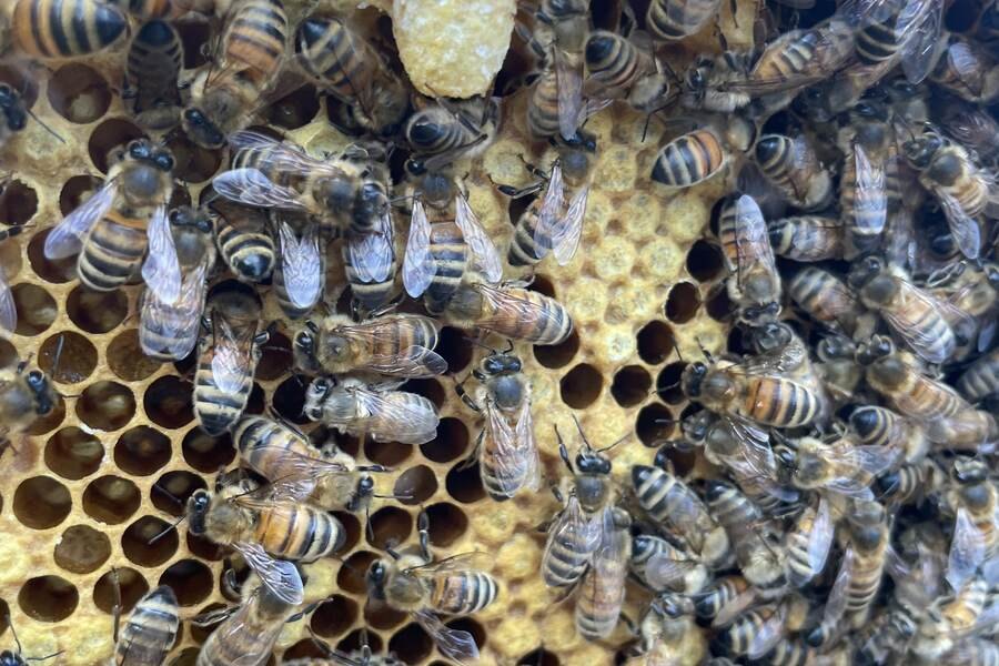 Honey bees gathered on a honeycomb during a colony inspection