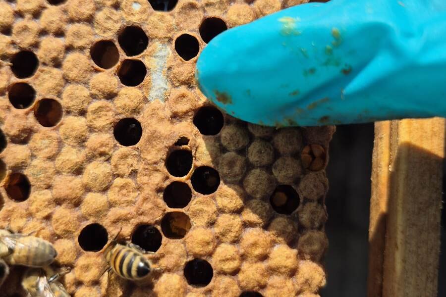 Close view of capped honey bee brood with an inspection glove indicating cells