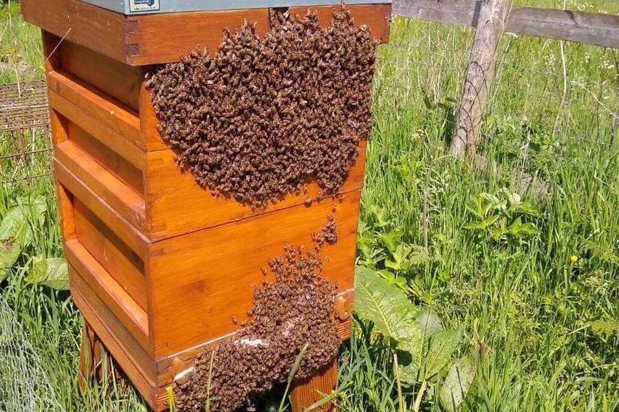 A large swarm of honey bees clustered on the outside of a wooden hive.