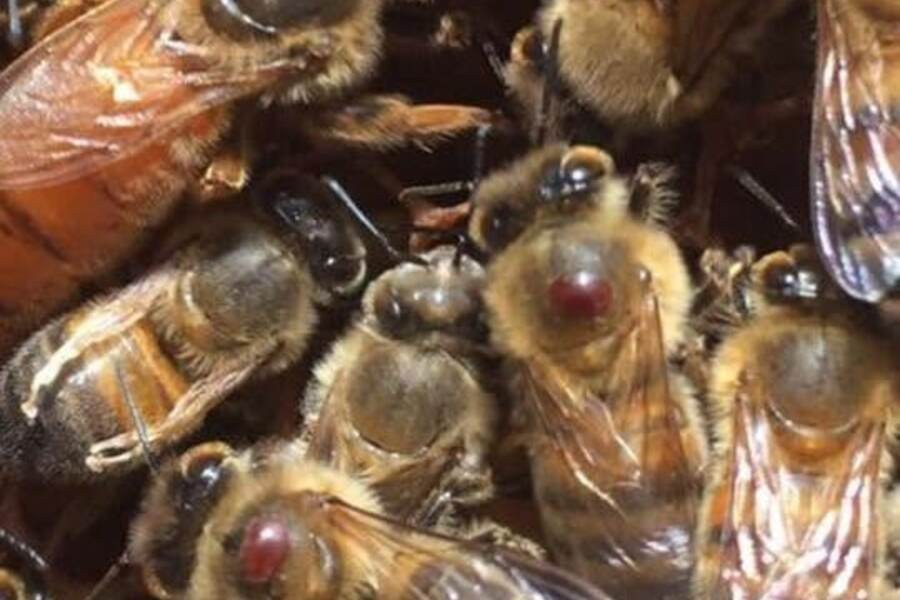 Close-up of honey bees carrying visible reddish Varroa mites.