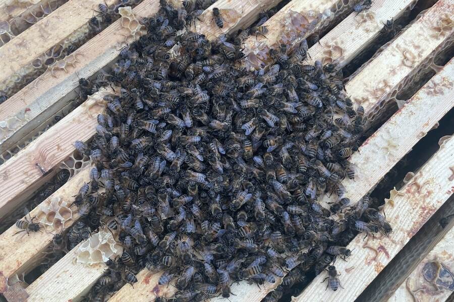 Honey bees moving across the top bars of an open hive.
