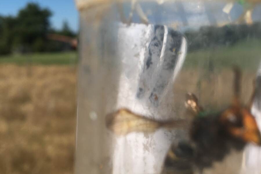 A captured hornet-like insect inside a clear monitoring container.