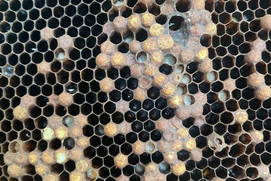 Close-up of uneven brood comb with open and capped cells.