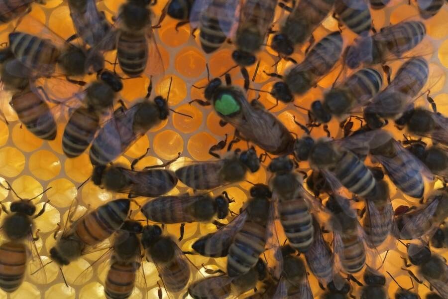 A green-marked queen among worker honey bees on a frame.