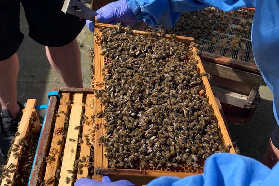 Inspection frame being assessed during practical beekeeping work