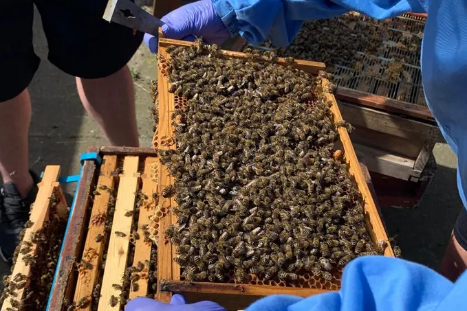 Inspection frame being assessed during practical beekeeping work