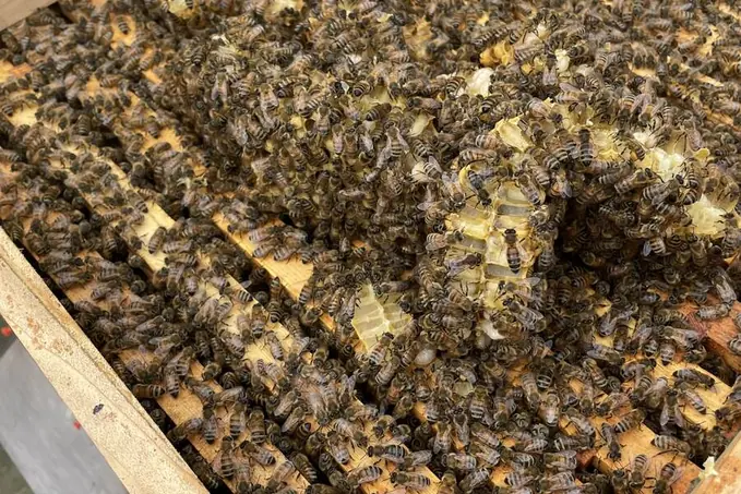 Open hive and apiary equipment during assessment-related practical work