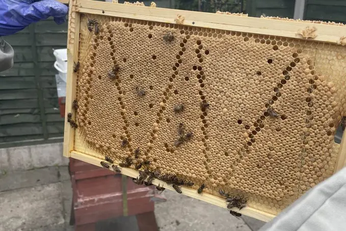 Beekeeper reviewing a brood frame during practical evidence gathering