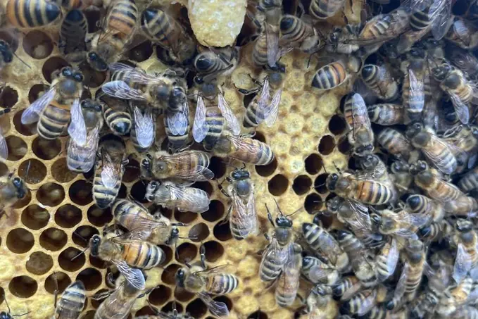 Natural honey bee swarm cluster in a tree
