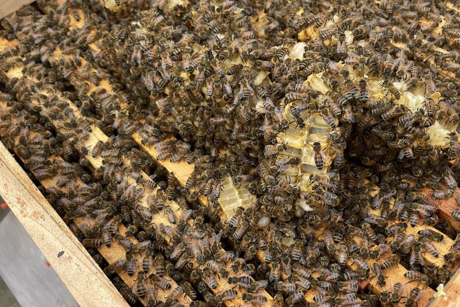 Open hive and apiary equipment during assessment-related practical work