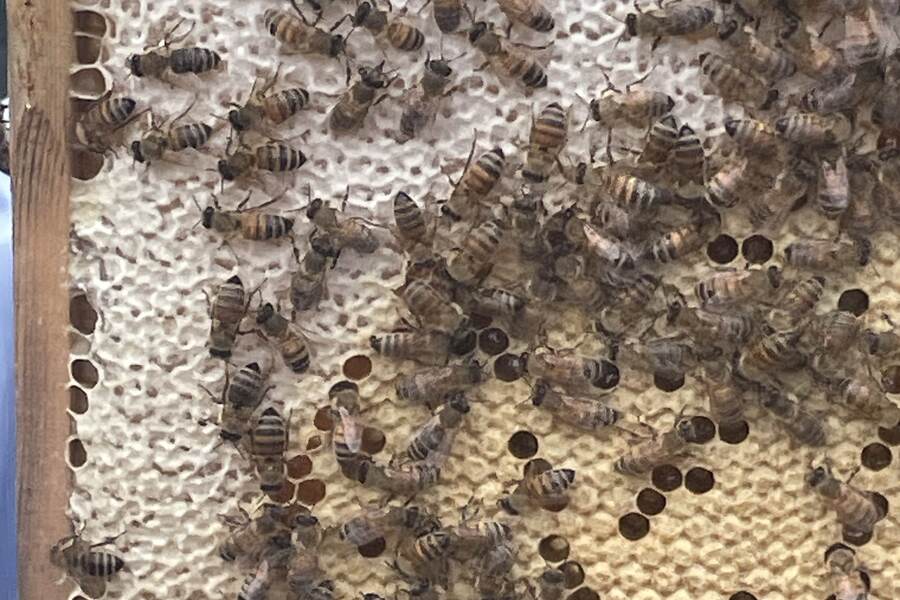 Close view of clean drawn honeycomb and stores