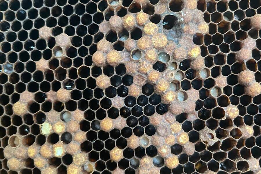 Honey bees on comb during colony reproduction and queen work