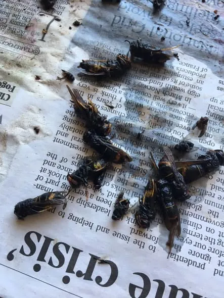 Several Asian hornet specimens laid out for identification.