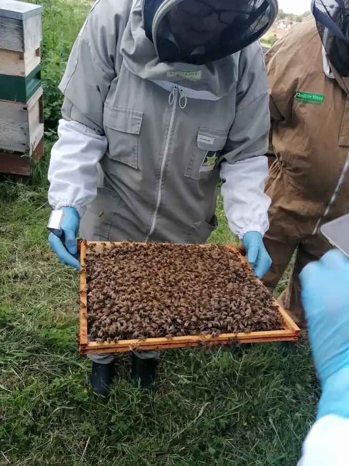 Beekeeper holding a densely covered honey bee frame during a practical colony inspection.