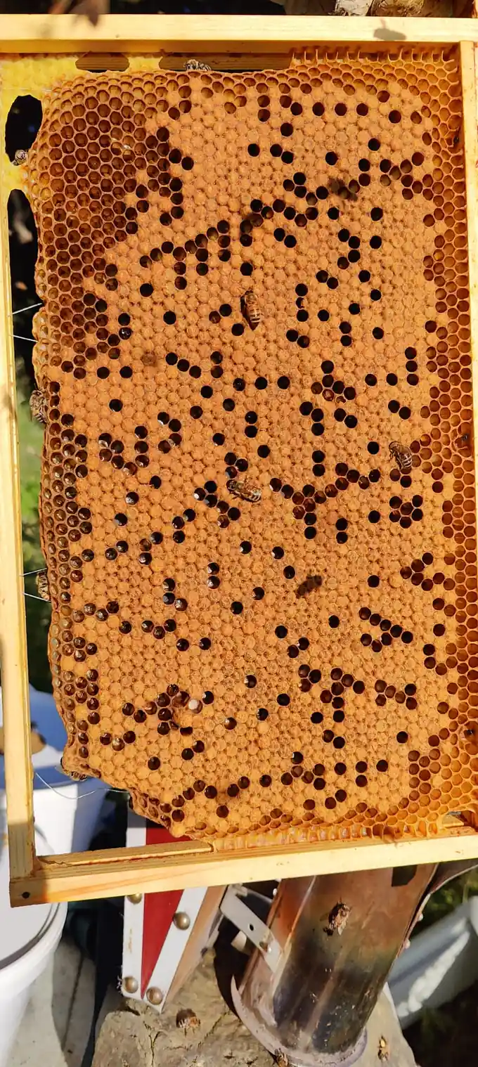 Honey bee brood frame showing a broad area of capped brood with open cells.