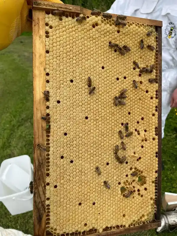 A honey bee frame containing a broad area of capped brood with adult bees on the comb.