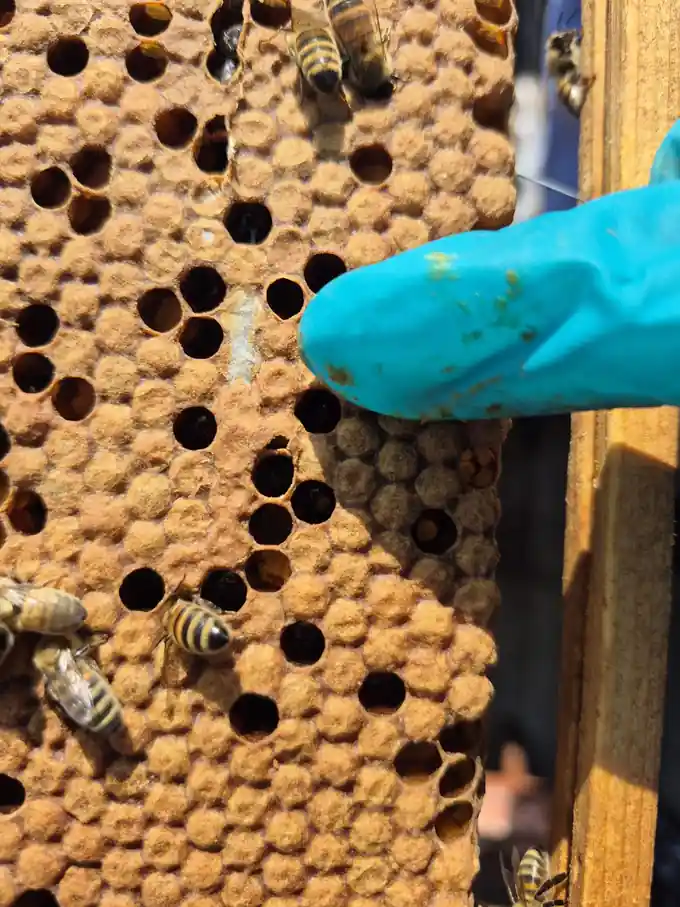 Gloved hand pointing to cells on honey bee brood comb during an inspection.