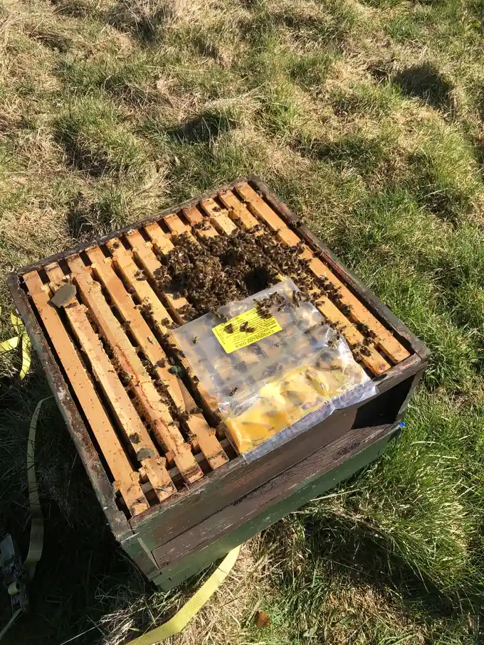 Open honey bee colony fitted with a feeder above the brood box.