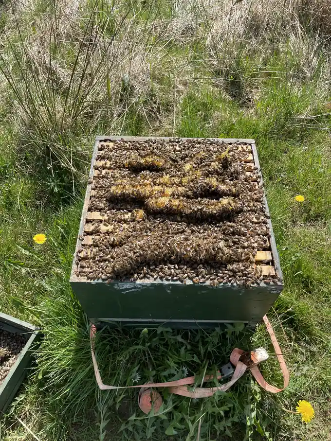 Strong honey bee colony viewed from above with bees covering most frame top bars.