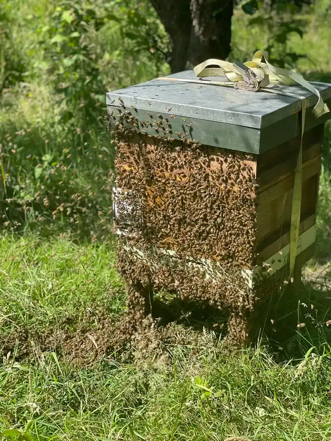 Honey bees clustered around the entrance and front of a wooden hive in grass.