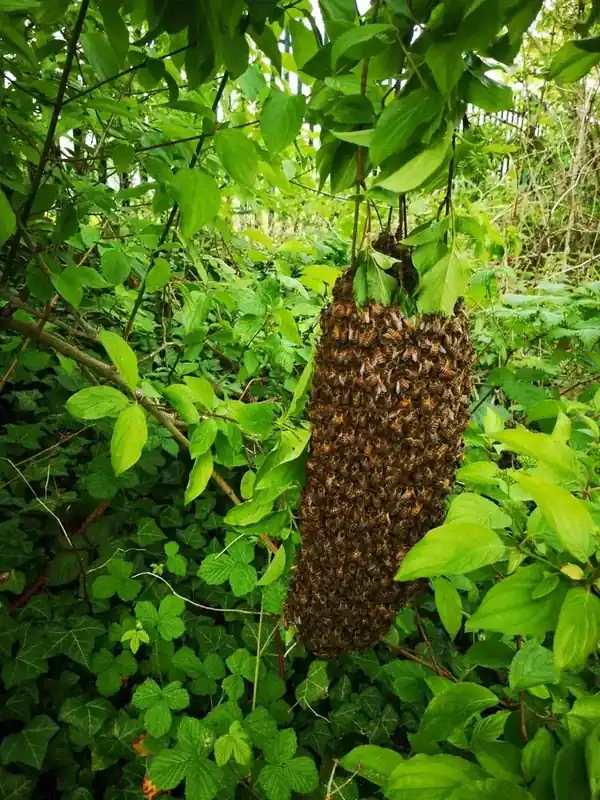 A honey bee swarm clustered on a leafy tree branch.
