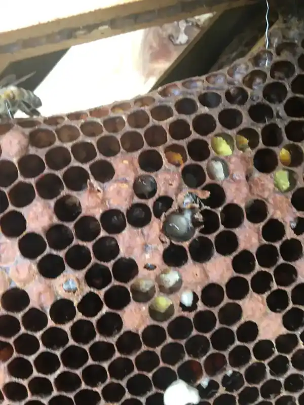 Open brood comb being examined closely during a honey bee health inspection.