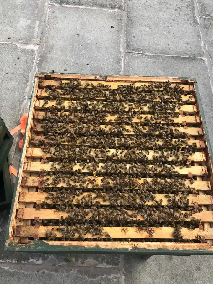 Open hive viewed from above with honey bees covering the frame top bars.