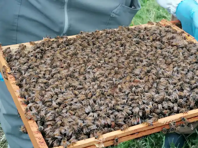 Beekeeper holding a frame covered with honey bees during an apiary inspection.