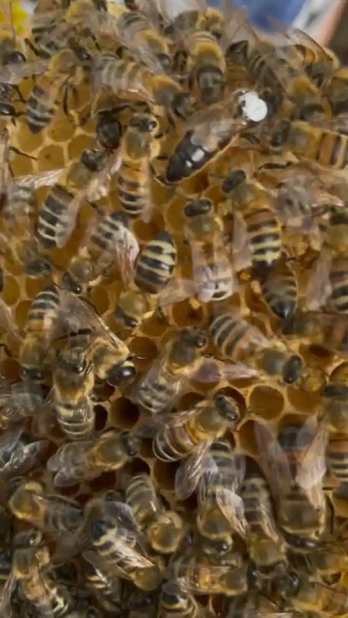 White-marked honey bee queen surrounded by worker bees on comb.