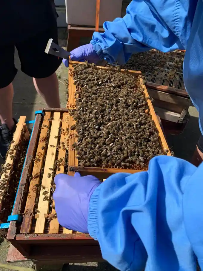 Beekeepers using protective clothing and gloves while inspecting an open hive.