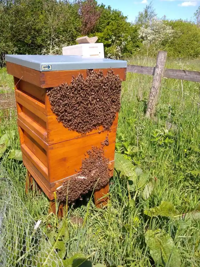 Large clusters of honey bees gathered on the outside of a wooden hive.