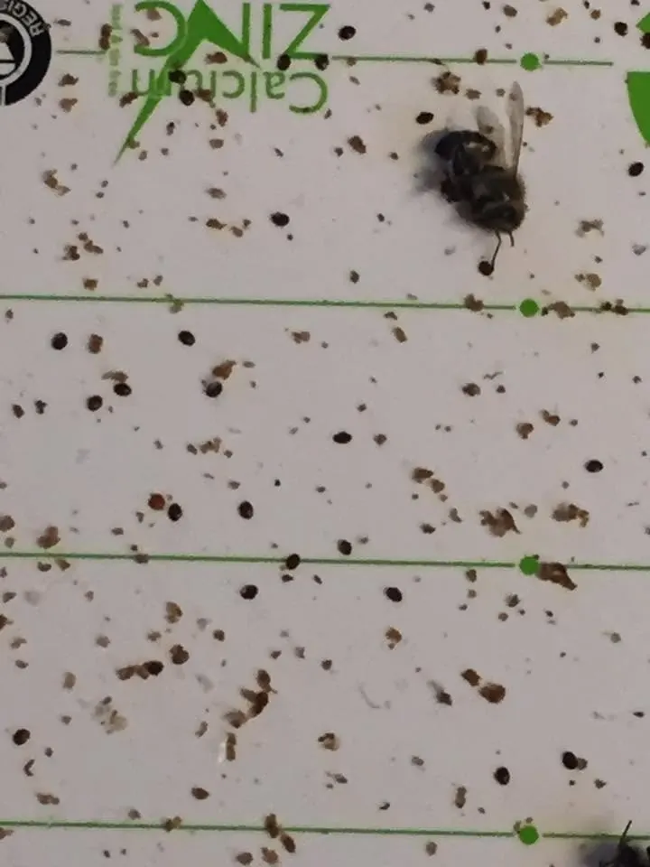 Varroa monitoring board with mite drop and hive debris visible across the grid.