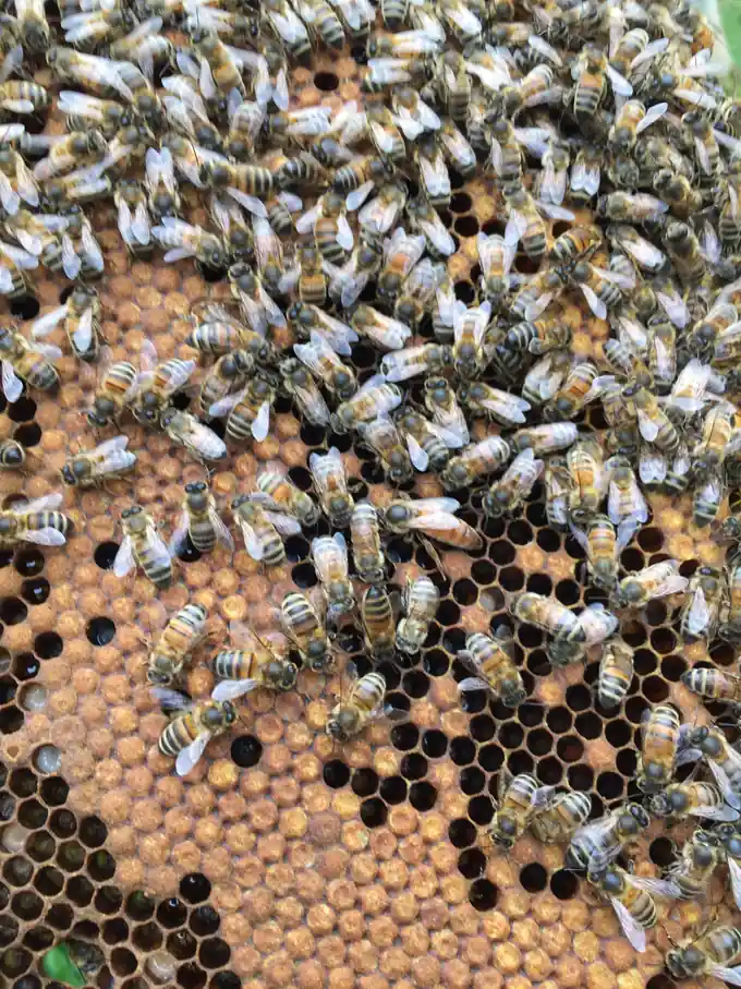 Worker honey bees moving across brood comb during a close inspection.